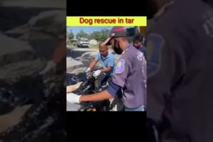 dog rescue in tar | minute mystery | #trending | #shorts