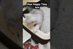 funny cat videos | kittens playing | cute baby cats #kitten #shorts #cat #animals