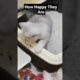 funny cat videos | kittens playing | cute baby cats #kitten #shorts #cat #animals