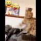 funny cats 😝 the world of animals