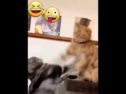 funny cats 😝 the world of animals