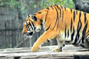 funny tiger 🐯 playing | Just Animals
