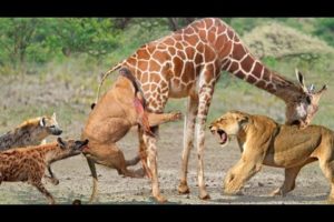 giraffe kicks lion | lion attack giraffe | Wild Animals fight 2022