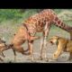 giraffe kicks lion | lion attack giraffe | Wild Animals fight 2022