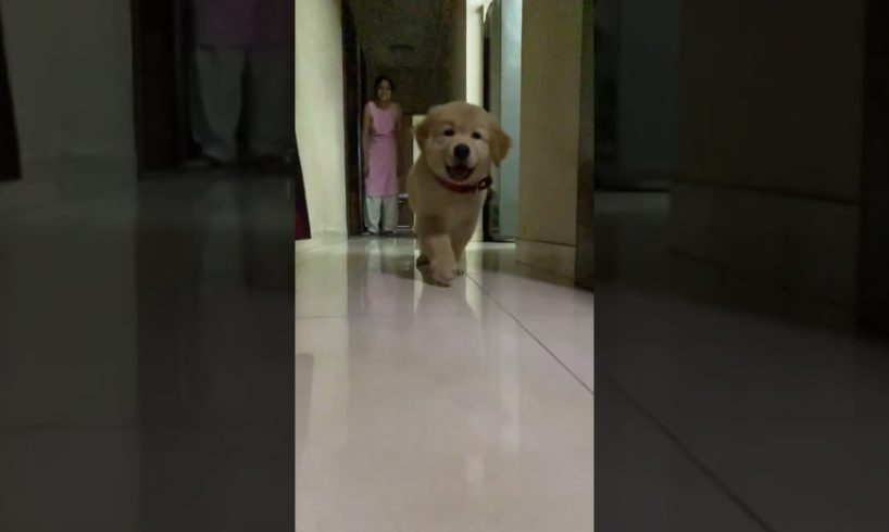 golden retriever || cutest puppy || 2 months old