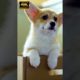 home dog#Cutest Puppies Dogs in 8K UHD #shorts