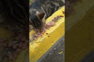 hungry homeless cats want eat. Rescue animals