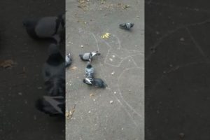 hungry pigeons in the park. Rescue animals