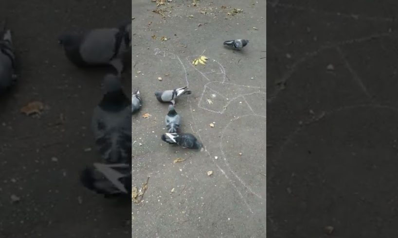 hungry pigeons in the park. Rescue animals