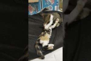 kitten fight.. Part I #animal  life, cat life that should be guarded and cared for #shorts