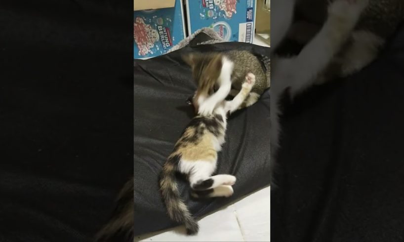 kitten fight.. Part I #animal life, cat life that should be guarded and cared for #shorts