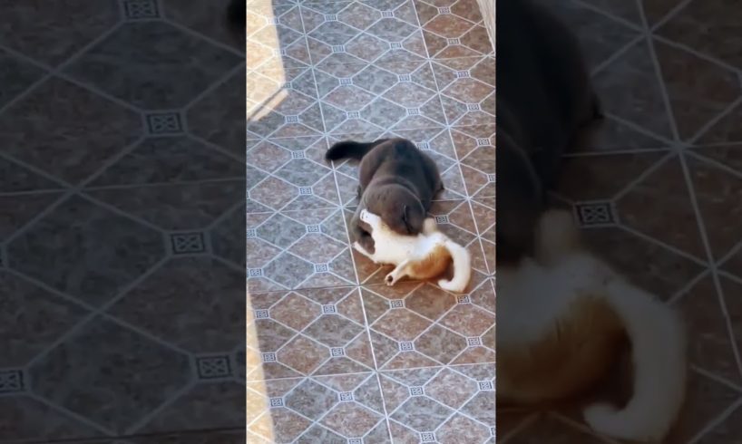 kitten playing with Cat 🐈 😻 🐈‍⬛ 💕  #short #animals #cat #pet #shorts #cutecat #fancycat #meow