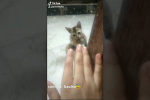 love kitten 😸I playing kitten | Cute cat playing with finger | loving animals |