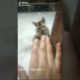 love kitten 😸I playing kitten | Cute cat playing with finger | loving animals |