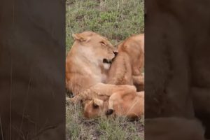 mom is playing with children #shortvideo #animal