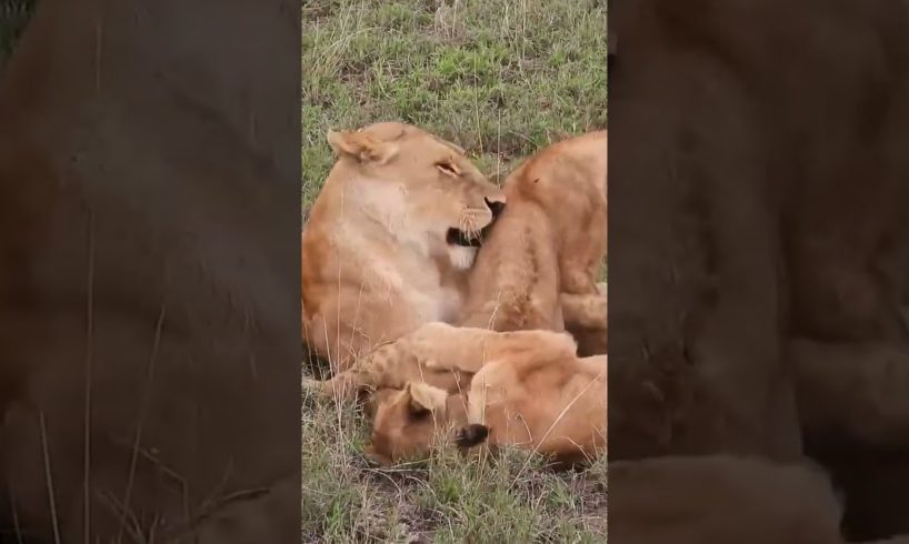 mom is playing with children #shortvideo #animal
