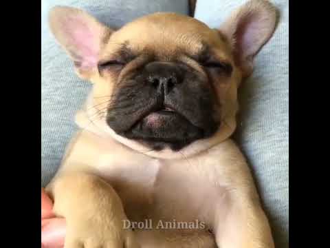 najzabawniejsze i najsłodsze szczenięta  baby dogs funniest and cutest puppies