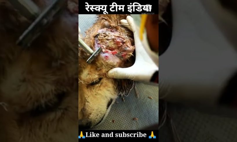 rescue dog । animal rescue team। घायल कुत्ते को रेस्क्यू किया ।er saurav YouTuber ।#shorts