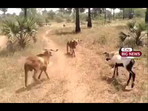 #shorts Animal fights