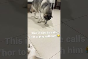 #shorts #dogsgrowthup #dogtraining #husky #animals #awwanimals #doggo #shortsfeed #funnyanimals