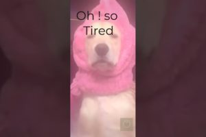 #shorts,#shortsviral, ||Cutest Puppies ||#funny, #funnyshorts, #funnyvideos,   #Free Tips by Farzana