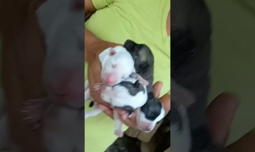 🌈 so cute puppies #easy #shorts #asmr #viral