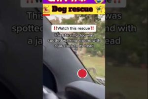 🐕‍🦺🦮this starving dog  spotted walking around with a jar stuck head #short #viralshorts  #trending
