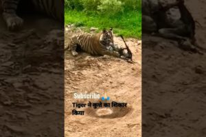 tiger comedy / dog vs tiger 🙀 /#shorts / animal fight / funny animal videos /trending video 🤣 /#cat