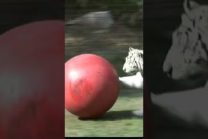 tiger playing football#shorts #youtubeshorts #animals #tiger