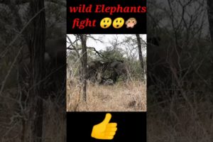 wild Elephant fights😲😲😲🙊🙊
