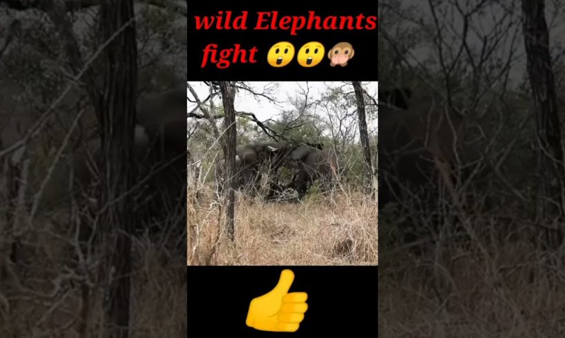 wild Elephant fights😲😲😲🙊🙊