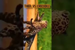 wild animal fights #shorts #tiger #crocodile #wildanimals