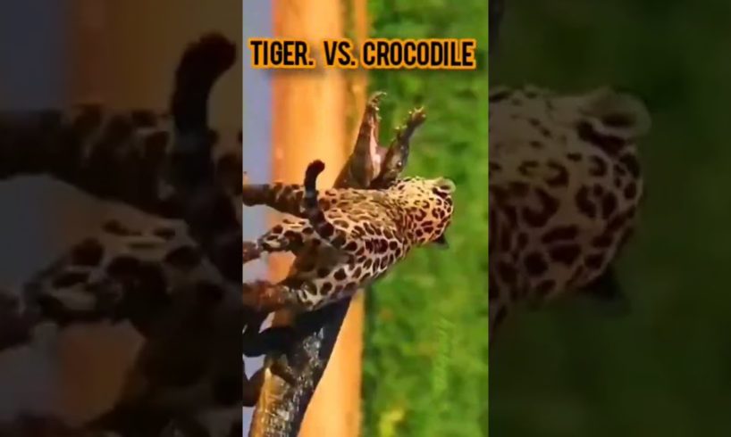 wild animal fights #shorts #tiger #crocodile #wildanimals