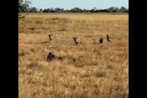 wild dogs help their friend to escape from Lion | #shorts #facts #animals