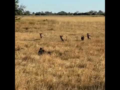 wild dogs help their friend to escape from Lion | #shorts #facts #animals