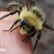 ¡Pareja ha salvado a 90 millones de abejas (¡Y han sido picados miles de veces!) | El Dodo