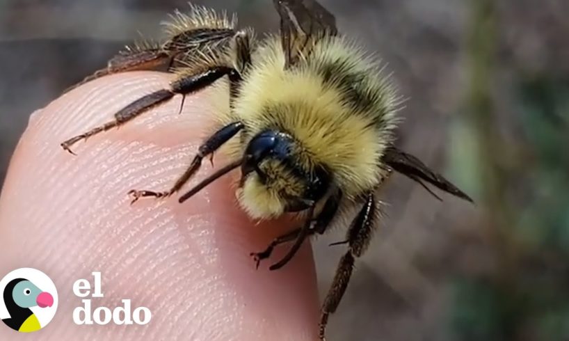 ¡Pareja ha salvado a 90 millones de abejas (¡Y han sido picados miles de veces!) | El Dodo
