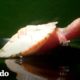 ¡Tortuga con el corazón expuesto se ha vuelto tan grande! | El Dodo