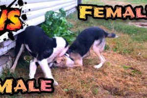 Битва щенков #Саги #Дахмарда или схватка овчарок🔥#Animal  fight! #alabai #puppy #dog 2022👹