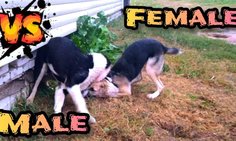 Битва щенков #Саги #Дахмарда или схватка овчарок🔥#Animal  fight! #alabai #puppy #dog 2022👹