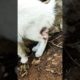 قطة جريحة بتوجع القلب 🥺 ، Injured cat، rescue animal rescue