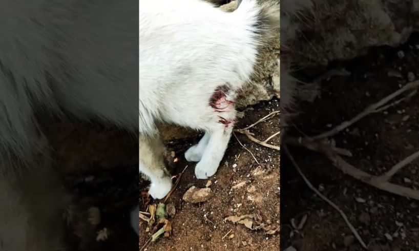 قطة جريحة بتوجع القلب 🥺 ، Injured cat، rescue animal rescue