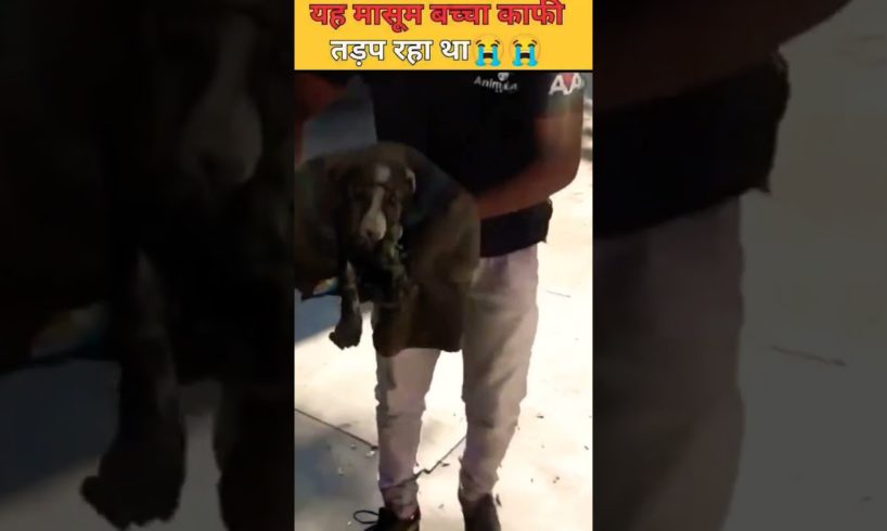 अलकतरा से चिपके होने के कारण यह बच्चा तड़प रहा था😭dogi puppy rescue #shorts #animalrescue #fact