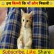 इस बिल्ली कि माँ कौन निकली ? 😱 #shorts #viral #trending #viralvideo