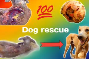 🐕कुत्ते का आश्चर्यजनक  रेस्क्यू/dog unbelievable rescue # shorts inquiry #dog rescue #shorts #facts