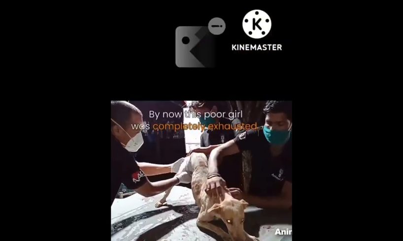 क्या बुरा हाल हो गया कुत्ते का 😭 animal Rescue Team Dog 🐕 ka animals save videos #shorts #ytshort