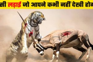 जंगली जानवरों की भयंकर लड़ाइयां | Dangerous Fights of Wild Animals | Animal Fights in Hindi