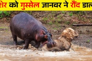 जंगली जानवरों की भयंकर लड़ाईयां | Craziest Fights of Wild Animals | Animal Fights in Hindi |Animal