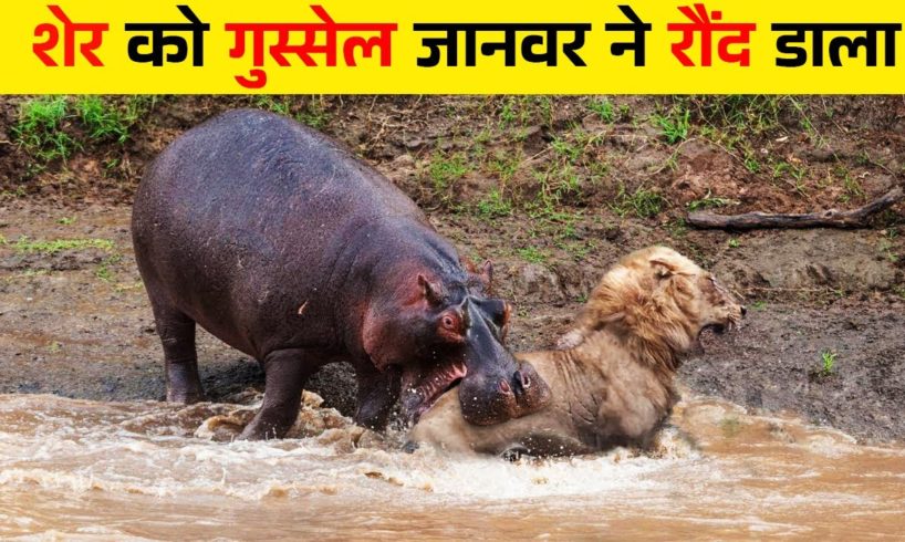जंगली जानवरों की भयंकर लड़ाईयां | Craziest Fights of Wild Animals | Animal Fights in Hindi |Animal