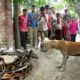 जब भूसे में दिखा बहुत ही खतरनाक जानवर, गांव वाले हुए हैरान, आखिर कैसे पकड़ा गया!😱 Animal Rescue